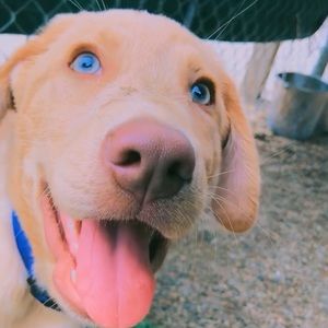 Meet your Posher, Britney